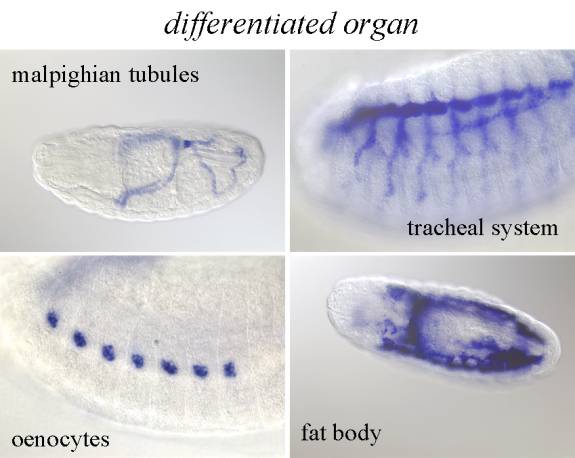 differentiated organ