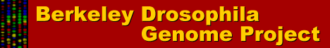 BDGP - Berkeley Drosophila Genome Group