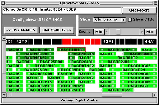 STS Contig Screen